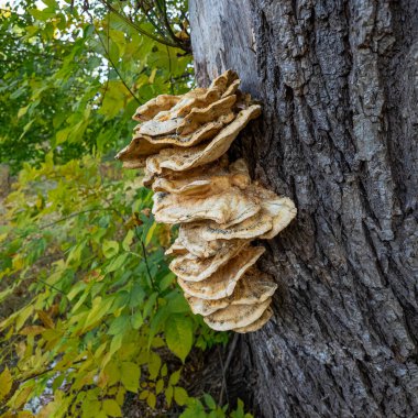 Sonbahar ormanlarında bir ağaç gövdesinde yetişen bir grup yabani mantar. Toprak rengindeki dokulu raf benzeri kaplamalar doğal bozulmayı ve orman biyolojik çeşitliliğini vurgular.