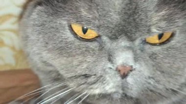 Süslü duvar kâğıdının yanındaki yumuşak gri kürklü İngiliz Shorthair kedisi desenli halıda yatıyor. Kehribar gözler ve somurtkan yüz bu hoş, klasik evcil hayvan sahnesine cazibe katıyor..