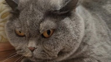 Süslü duvar kâğıdının yanındaki yumuşak gri kürklü İngiliz Shorthair kedisi desenli halıda yatıyor. Kehribar gözler ve somurtkan yüz bu hoş, klasik evcil hayvan sahnesine cazibe katıyor..