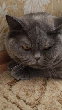 Süslü duvar kâğıdının yanındaki yumuşak gri kürklü İngiliz Shorthair kedisi desenli halıda yatıyor. Kehribar gözler ve somurtkan yüz bu hoş, klasik evcil hayvan sahnesine cazibe katıyor..