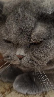 Süslü duvar kâğıdının yanındaki yumuşak gri kürklü İngiliz Shorthair kedisi desenli halıda yatıyor. Kehribar gözler ve somurtkan yüz bu hoş, klasik evcil hayvan sahnesine cazibe katıyor..