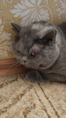 Süslü duvar kâğıdının yanındaki yumuşak gri kürklü İngiliz Shorthair kedisi desenli halıda yatıyor. Kehribar gözler ve somurtkan yüz bu hoş, klasik evcil hayvan sahnesine cazibe katıyor..