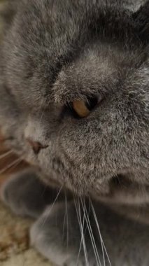 Süslü duvar kâğıdının yanındaki yumuşak gri kürklü İngiliz Shorthair kedisi desenli halıda yatıyor. Kehribar gözler ve somurtkan yüz bu hoş, klasik evcil hayvan sahnesine cazibe katıyor..