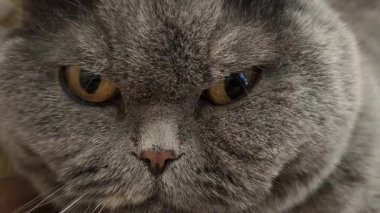 Süslü duvar kâğıdının yanındaki yumuşak gri kürklü İngiliz Shorthair kedisi desenli halıda yatıyor. Kehribar gözler ve somurtkan yüz bu hoş, klasik evcil hayvan sahnesine cazibe katıyor..