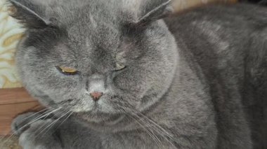 Süslü duvar kâğıdının yanındaki yumuşak gri kürklü İngiliz Shorthair kedisi desenli halıda yatıyor. Kehribar gözler ve somurtkan yüz bu hoş, klasik evcil hayvan sahnesine cazibe katıyor..