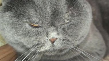 Süslü duvar kâğıdının yanındaki yumuşak gri kürklü İngiliz Shorthair kedisi desenli halıda yatıyor. Kehribar gözler ve somurtkan yüz bu hoş, klasik evcil hayvan sahnesine cazibe katıyor..