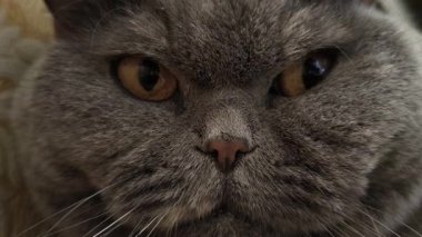 Süslü duvar kâğıdının yanındaki yumuşak gri kürklü İngiliz Shorthair kedisi desenli halıda yatıyor. Kehribar gözler ve somurtkan yüz bu hoş, klasik evcil hayvan sahnesine cazibe katıyor..