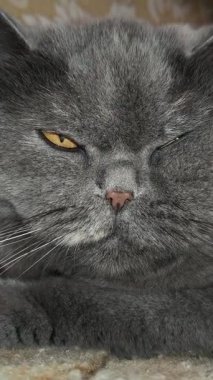 Süslü duvar kâğıdının yanındaki yumuşak gri kürklü İngiliz Shorthair kedisi desenli halıda yatıyor. Kehribar gözler ve somurtkan yüz bu hoş, klasik evcil hayvan sahnesine cazibe katıyor..