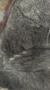 Süslü duvar kâğıdının yanındaki yumuşak gri kürklü İngiliz Shorthair kedisi desenli halıda yatıyor. Kehribar gözler ve somurtkan yüz bu hoş, klasik evcil hayvan sahnesine cazibe katıyor..