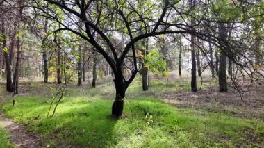Dalları bükülmüş, sıcak güneş ışığı ve kuru otları olan altın sonbahar ormanı. Huzurlu orman manzarası mevsimsel güzellikleri, doğal dokuları ve sakin açık hava atmosferini yakalar..