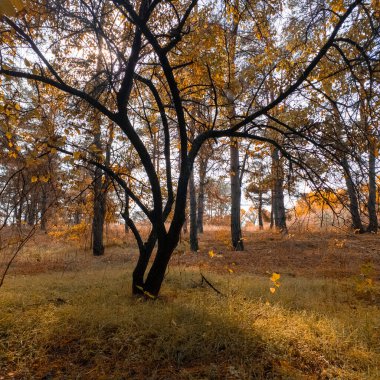 Dalları bükülmüş, sıcak güneş ışığı ve kuru otları olan altın sonbahar ormanı. Huzurlu orman manzarası mevsimsel güzellikleri, doğal dokuları ve sakin açık hava atmosferini yakalar..