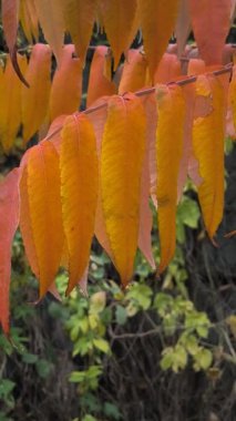 Canlı sonbahar yapraklı sumac dalları yeşilden kırmızıya dönüşüyor. Yumuşak güneş ışığı ve dolambaçlı bir yolda geçen bu görüntü mevsimsel güzelliği ve doğal ayrıntıları yakalar..