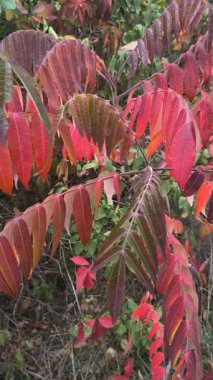 Canlı sonbahar yapraklı sumac dalları yeşilden kırmızıya dönüşüyor. Yumuşak güneş ışığı ve dolambaçlı bir yolda geçen bu görüntü mevsimsel güzelliği ve doğal ayrıntıları yakalar..
