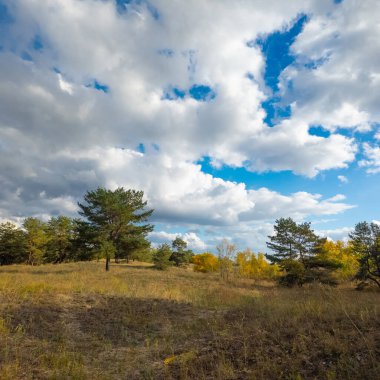Güneşli sonbahar manzarası kuru çimenli çayır, karışık çam ormanı ve yaprak döken ağaçlar ve mavi gökyüzünün altında bulutlu dolambaçlı bir yol. Sıcak ışık ve gölgeli huzurlu mevsimlik doğa sahnesi.