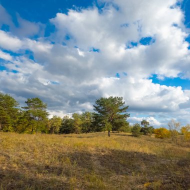 Güneşli sonbahar manzarası kuru çimenli çayır, karışık çam ormanı ve yaprak döken ağaçlar ve mavi gökyüzünün altında bulutlu dolambaçlı bir yol. Sıcak ışık ve gölgeli huzurlu mevsimlik doğa sahnesi.