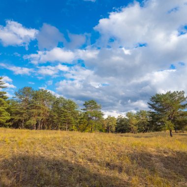 Güneşli sonbahar manzarası kuru çimenli çayır, karışık çam ormanı ve yaprak döken ağaçlar ve mavi gökyüzünün altında bulutlu dolambaçlı bir yol. Sıcak ışık ve gölgeli huzurlu mevsimlik doğa sahnesi.