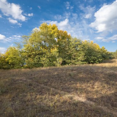 Güneşli sonbahar manzarası kuru çimenli çayır, karışık çam ormanı ve yaprak döken ağaçlar ve mavi gökyüzünün altında bulutlu dolambaçlı bir yol. Sıcak ışık ve gölgeli huzurlu mevsimlik doğa sahnesi.