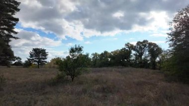 Güneşli sonbahar manzarası kuru çimenli çayır, karışık çam ormanı ve yaprak döken ağaçlar ve mavi gökyüzünün altında bulutlu dolambaçlı bir yol. Sıcak ışık ve gölgeli huzurlu mevsimlik doğa sahnesi.