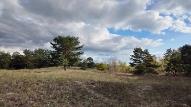 Güneşli sonbahar manzarası kuru çimenli çayır, karışık çam ormanı ve yaprak döken ağaçlar ve mavi gökyüzünün altında bulutlu dolambaçlı bir yol. Sıcak ışık ve gölgeli huzurlu mevsimlik doğa sahnesi.