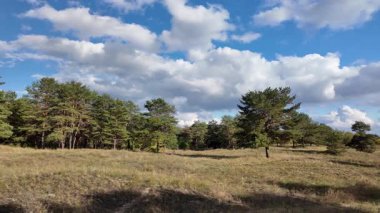 Güneşli sonbahar manzarası kuru çimenli çayır, karışık çam ormanı ve yaprak döken ağaçlar ve mavi gökyüzünün altında bulutlu dolambaçlı bir yol. Sıcak ışık ve gölgeli huzurlu mevsimlik doğa sahnesi.