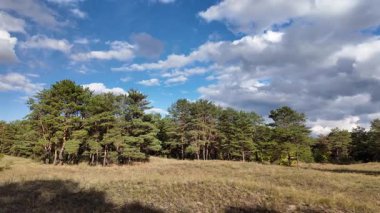 Güneşli sonbahar manzarası kuru çimenli çayır, karışık çam ormanı ve yaprak döken ağaçlar ve mavi gökyüzünün altında bulutlu dolambaçlı bir yol. Sıcak ışık ve gölgeli huzurlu mevsimlik doğa sahnesi.