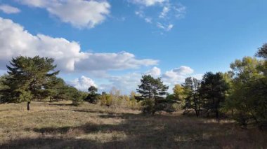 Güneşli sonbahar manzarası kuru çimenli çayır, karışık çam ormanı ve yaprak döken ağaçlar ve mavi gökyüzünün altında bulutlu dolambaçlı bir yol. Sıcak ışık ve gölgeli huzurlu mevsimlik doğa sahnesi.