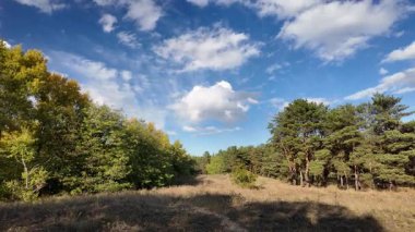 Güneşli sonbahar manzarası kuru çimenli çayır, karışık çam ormanı ve yaprak döken ağaçlar ve mavi gökyüzünün altında bulutlu dolambaçlı bir yol. Sıcak ışık ve gölgeli huzurlu mevsimlik doğa sahnesi.