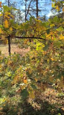 Güneşli sonbahar manzarası kuru çimenli çayır, karışık çam ormanı ve yaprak döken ağaçlar ve mavi gökyüzünün altında bulutlu dolambaçlı bir yol. Sıcak ışık ve gölgeli huzurlu mevsimlik doğa sahnesi.