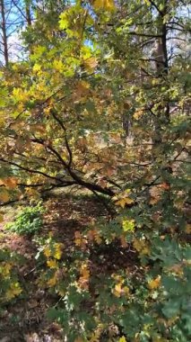 Güneşli sonbahar manzarası kuru çimenli çayır, karışık çam ormanı ve yaprak döken ağaçlar ve mavi gökyüzünün altında bulutlu dolambaçlı bir yol. Sıcak ışık ve gölgeli huzurlu mevsimlik doğa sahnesi.