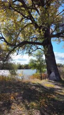 Altın ağaçlarla dolu çok güzel bir sonbahar manzarası. 4K video 60 fps. Çok güzel kırmızı ağaç taçları sonbaharda sarıya döndü. Gökyüzüne karşı doğanın güzel görüntüleri. Dikey video.