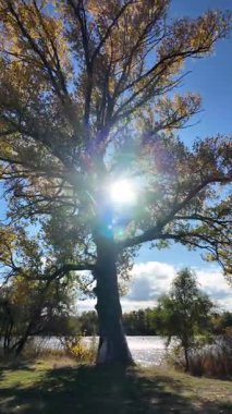Altın ağaçlarla dolu çok güzel bir sonbahar manzarası. 4K video 60 fps. Çok güzel kırmızı ağaç taçları sonbaharda sarıya döndü. Gökyüzüne karşı doğanın güzel görüntüleri. Dikey video.
