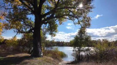 Altın ağaçlarla dolu çok güzel bir sonbahar manzarası. 4K video 60 fps. Çok güzel kırmızı ağaç taçları sonbaharda sarıya döndü. Gökyüzüne karşı doğanın güzel görüntüleri.