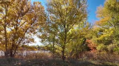 Altın ağaçlarla dolu çok güzel bir sonbahar manzarası. 4K video 60 fps. Çok güzel kırmızı ağaç taçları sonbaharda sarıya döndü. Gökyüzüne karşı doğanın güzel görüntüleri.