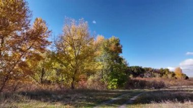 Altın ağaçlarla dolu çok güzel bir sonbahar manzarası. 4K video 60 fps. Çok güzel kırmızı ağaç taçları sonbaharda sarıya döndü. Gökyüzüne karşı doğanın güzel görüntüleri.