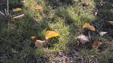 Sonbaharda kayısı ağacı. Sonbaharda bir kayısı ağacının güzel videosu. Bir sonbahar ağacıyla manzara. Mavi gökyüzüne karşı kayısı ağacının sarı yaprakları. Ilık sonbahar havası. Rüzgar dalları hışırdatır. Yapraklar dökülüyor.