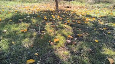 Sonbaharda kayısı ağacı. Sonbaharda bir kayısı ağacının güzel videosu. Bir sonbahar ağacıyla manzara. Mavi gökyüzüne karşı kayısı ağacının sarı yaprakları. Ilık sonbahar havası. Rüzgar dalları hışırdatır. Yapraklar dökülüyor.