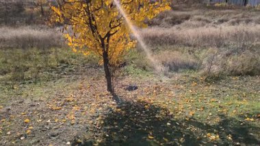 Sonbaharda kayısı ağacı. Sonbaharda bir kayısı ağacının güzel videosu. Bir sonbahar ağacıyla manzara. Mavi gökyüzüne karşı kayısı ağacının sarı yaprakları. Ilık sonbahar havası. Rüzgar dalları hışırdatır. Yapraklar dökülüyor.