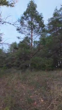 4K dikey hiperhız doğal manzara. Orman aşırı hızlandı. Sonbahar yağmurlarından sonra sel sularında duran ağaçlar. Güzel sonbahar manzarası. Bir çam ormanının hızlandırılmış videosu.