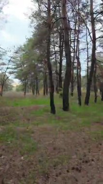 4K dikey hiperhız doğal manzara. Orman aşırı hızlandı. Sonbahar yağmurlarından sonra sel sularında duran ağaçlar. Güzel sonbahar manzarası. Bir çam ormanının hızlandırılmış videosu.