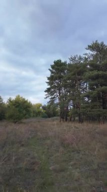 4K dikey hiperhız doğal manzara. Orman aşırı hızlandı. Sonbahar yağmurlarından sonra sel sularında duran ağaçlar. Güzel sonbahar manzarası. Bir çam ormanının hızlandırılmış videosu.