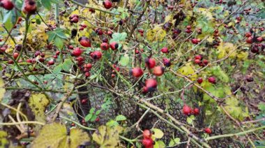 Dallarda gül kalçalar. Yağmurdan sonra ıslak gül kalçaları. Yaban mersinlerinin üzerindeki yağmur damlalarını kapatın. Sinematik renk derecelendirme bakışı. Yüzeyin derinliği. Karamsar doğal arka plan. 4k görüntü