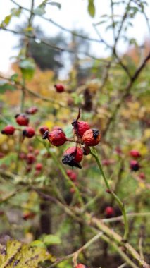 Dallarda gül kalçalar. Yağmurdan sonra ıslak gül kalçaları. Yaban mersinlerinin üzerindeki yağmur damlalarını kapatın. Sinematik renk derecelendirme bakışı. Yüzeyin derinliği. Karamsar doğal arka plan. 4k görüntü