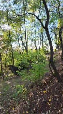 Sonbahar yapraklarıyla ormandaki güzel sonbahar manzarası. Renkli sonbahar yaprakları, güzel ağaç, sarı orman, altın güneş. Orman yolu olan renkli sonbahar mevsimi doğası. 4K 24fps dikey video