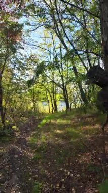 Sonbahar yapraklarıyla ormandaki güzel sonbahar manzarası. Renkli sonbahar yaprakları, güzel ağaç, sarı orman, altın güneş. Orman yolu olan renkli sonbahar mevsimi doğası. 4K 24fps dikey video