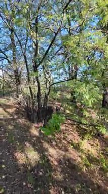 Sonbahar yapraklarıyla ormandaki güzel sonbahar manzarası. Renkli sonbahar yaprakları, güzel ağaç, sarı orman, altın güneş. Orman yolu olan renkli sonbahar mevsimi doğası. 4K 24fps dikey video