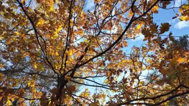 Güneşin altında güzel bir sonbahar meşesi ağacı. Sonbahar manzarası. Sonbahar meşe yaprakları, çok sığ bir odak. Gündoğumunda sonbahar meşesi yaprakları. Sonbahar güneşi altın meşe yaprakları arasında.