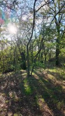 Sonbahar yapraklarıyla ormandaki güzel sonbahar manzarası. Renkli sonbahar yaprakları, güzel ağaç, sarı orman, altın güneş. Orman yolu olan renkli sonbahar mevsimi doğası. 4K 24fps dikey video