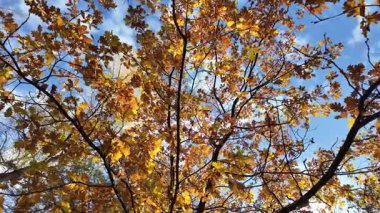 Güneşin altında güzel bir sonbahar meşesi ağacı. Sonbahar manzarası. Sonbahar meşe yaprakları, çok sığ bir odak. Gündoğumunda sonbahar meşesi yaprakları. Sonbahar güneşi altın meşe yaprakları arasında.