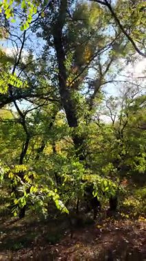 Sonbahar yapraklarıyla ormandaki güzel sonbahar manzarası. Renkli sonbahar yaprakları, güzel ağaç, sarı orman, altın güneş. Orman yolu olan renkli sonbahar mevsimi doğası. 4K 24fps dikey video