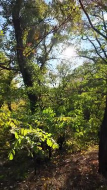 Sonbahar yapraklarıyla ormandaki güzel sonbahar manzarası. Renkli sonbahar yaprakları, güzel ağaç, sarı orman, altın güneş. Orman yolu olan renkli sonbahar mevsimi doğası. 4K 24fps dikey video